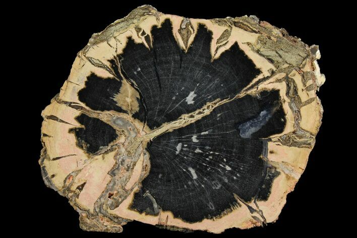 Petrified Wood (Schinoxylon) Slab - Blue Forest, Wyoming #158891